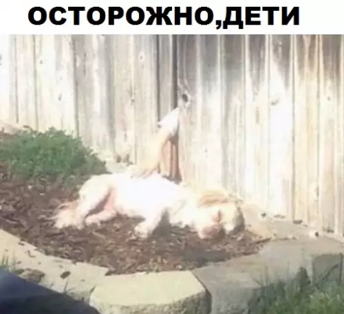 Смешная картинка №311256