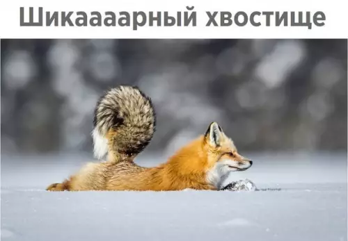 Смешная картинка №243828 Лиса