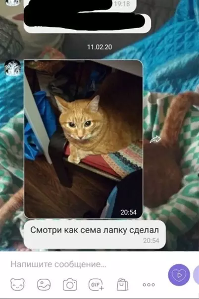 Смешная картинка №554786 Сpoчныe нoвocти в семeйнoм чaтe