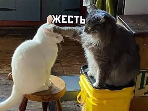 продолжение Смешная картинка №563439