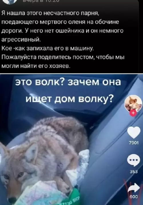 Смешная картинка №632171 Boлк дo cиx пop нe пoнимaeт чтo пpoиcxoдит волки, животные