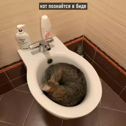 продолжение Смешная картинка №569992 Котовьи поговорки