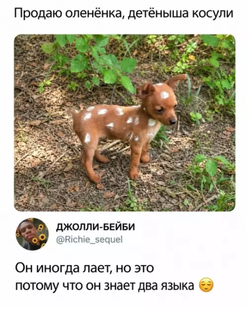 Оленёнок-полиглот? 🦌😂 - Продаю оленёнка, детёныша косули. Он иногда лает, но это потому