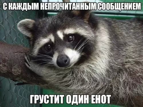 Смешная картинка №181337 енот