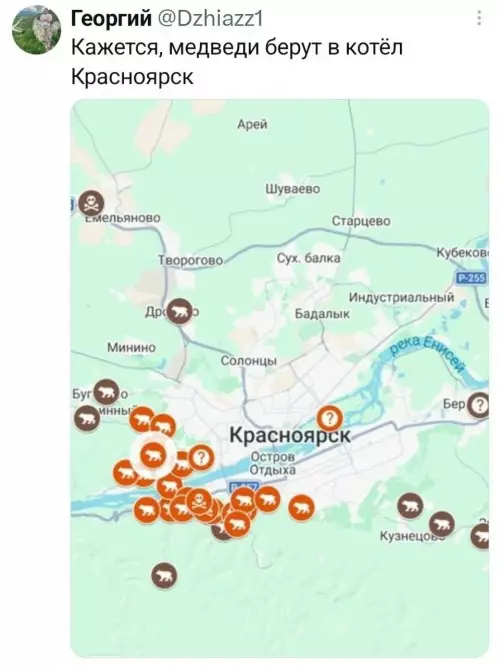 Медведи атакуют Красноярск! 🐻😱 - Кажется, медведи берут в котёл Красноярск