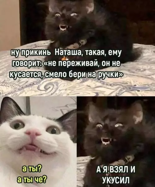 Смешная картинка №735840 Коварен коты