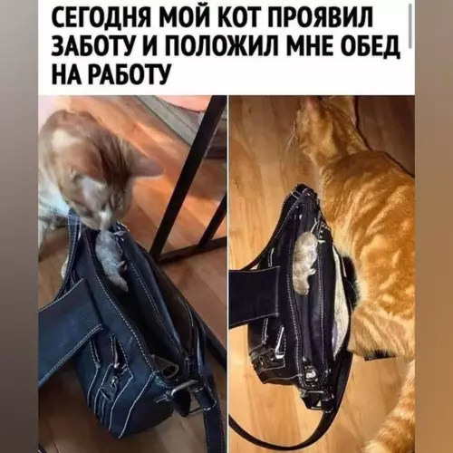 Смешная картинка №651550 Все, милее вы сегодня ничего не увидите)