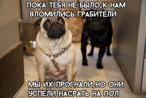 Смешная картинка №294355