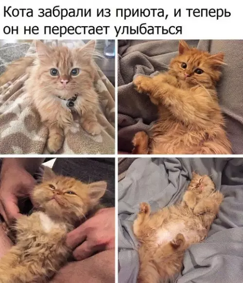 Смешная картинка №228360