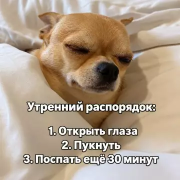 Мой идеальный план на утро 🐶💤 - Утренний распорядок: 1. Открыть глаза 2. Пукнуть 3. Поспать ещё