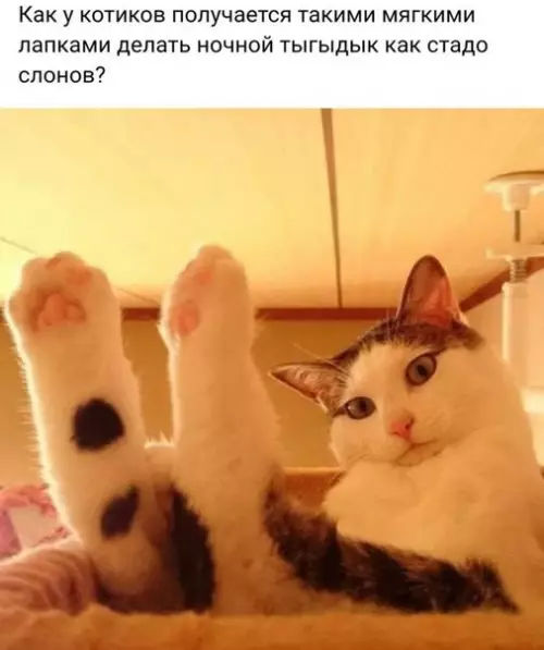 Смешная картинка №274108 коты