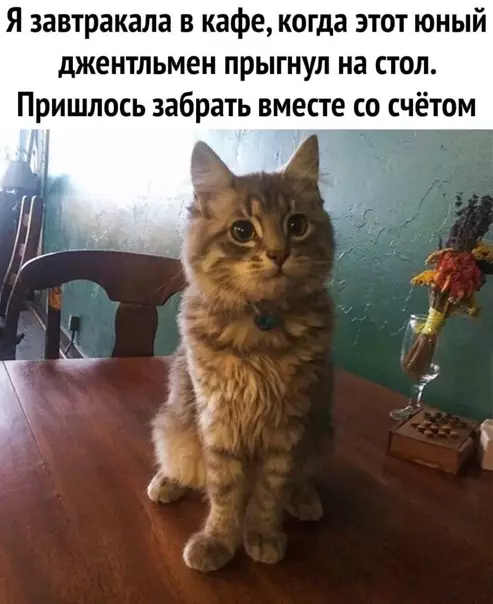 Смешная картинка №541138 Юный джентельмен.