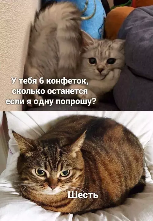 Кошачья математика — уровень Бог! 😼🍭 - У тебя 6 конфетok, сколько останется если я одну попрошу?