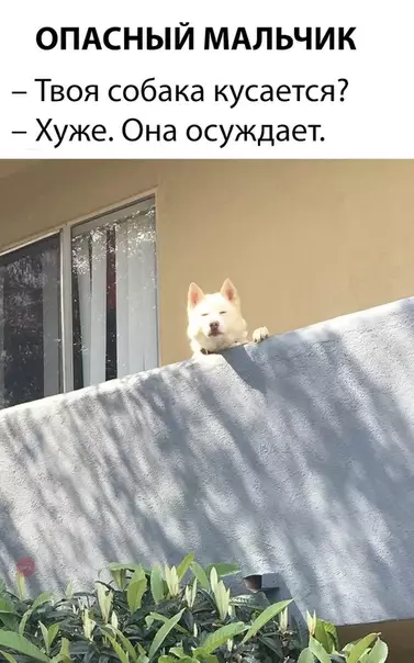 Смешная картинка №296219 Собака-осуждака собаки