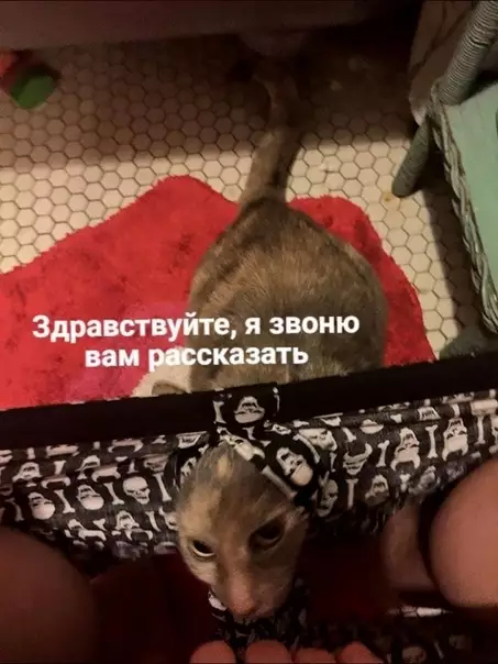 Смешная картинка №573773 Жизнeннo.