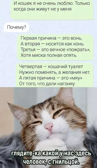 Смешная картинка №717717 Коты