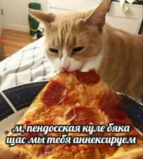 Кот-захватчик налетает на пиццу! 🍕😼 - м, пендосская куле бяка щас мы тебя аннексируем