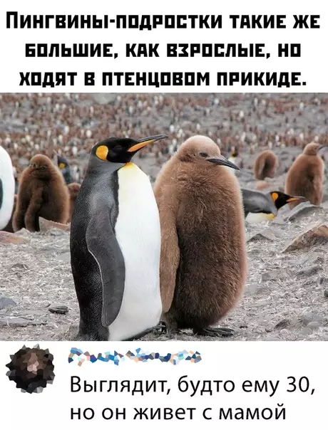 Смешная картинка №459703