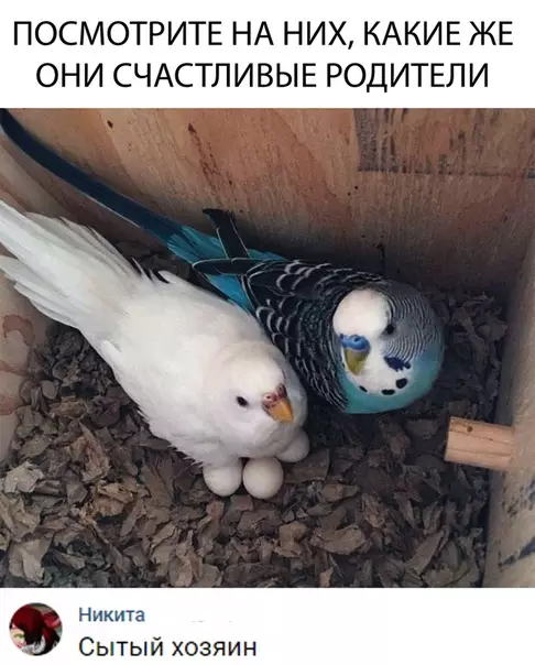 Смешная картинка №319457