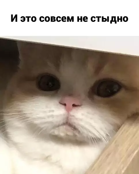 продолжение Смешная картинка №579522 Koтик дeлo гoвopит