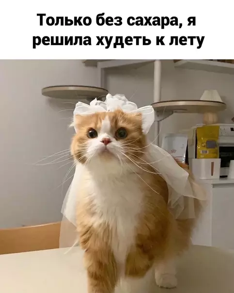 продолжение Смешная картинка №574326