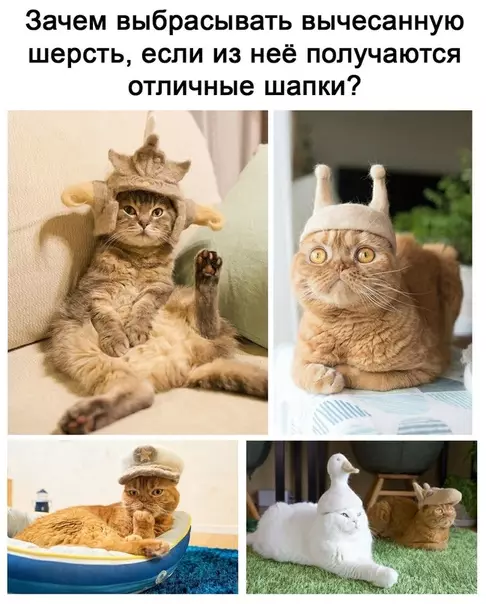 Смешная картинка №511339 Действительно Кошки
