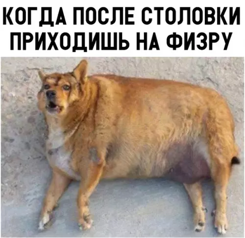 Смешная картинка №318346 школа