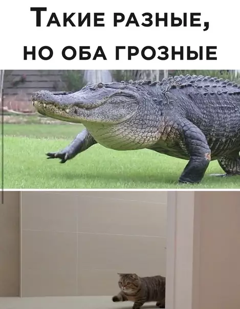 Смешная картинка №499835