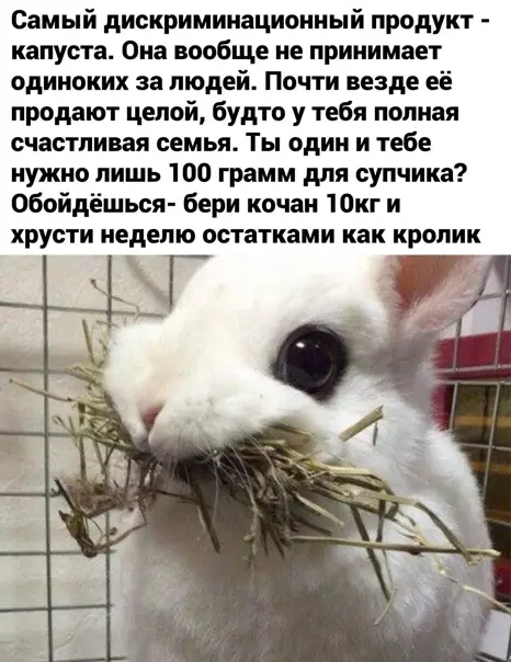 Смешная картинка №554234 Ох уж эта капуста