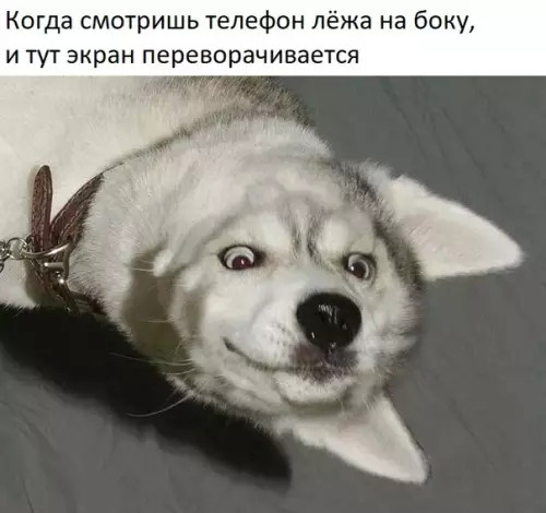 Смешная картинка №313512