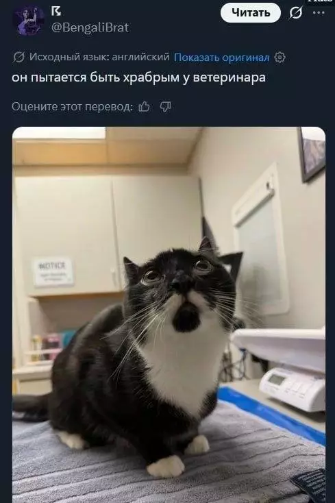 Кот-герой в ветеринарке 😼 - он пытается быть храбрым у ветеринара