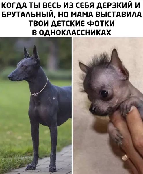 Смешная картинка №495380