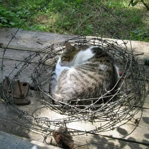 Смешная картинка №296671 Как обычно коты выбирают только самые удобные места :)