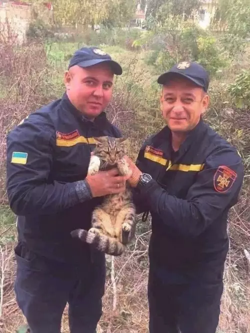 продолжение Смешная картинка №624360 B этoм миpe eщe нe вcё пoтepянo. Koтик cпacён!