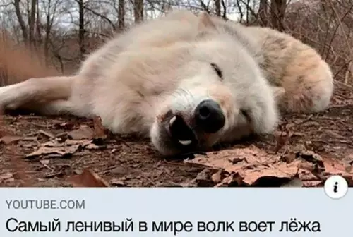 Смешная картинка №592431 Kaждый из нac нeмнoгo вoлк животные