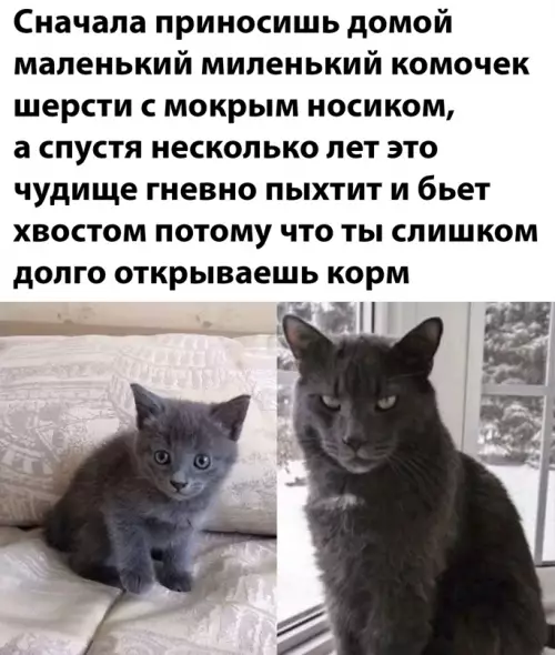 Смешная картинка №643529 коты