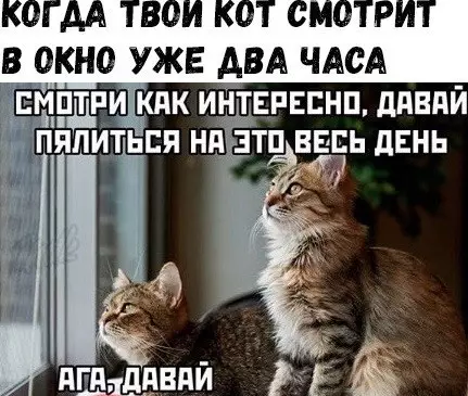 Смешная картинка №502863