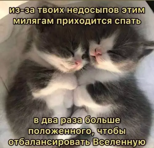 Спи, а то котики пострадают! 🐱💤 - из-за твоих недосыпов этим милягам приходится спать в два раза
