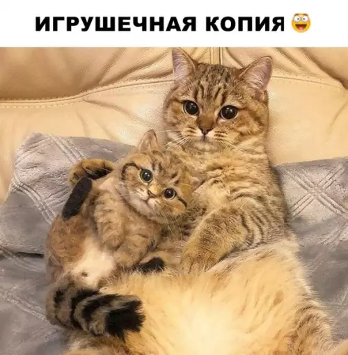 Смешная картинка №301353