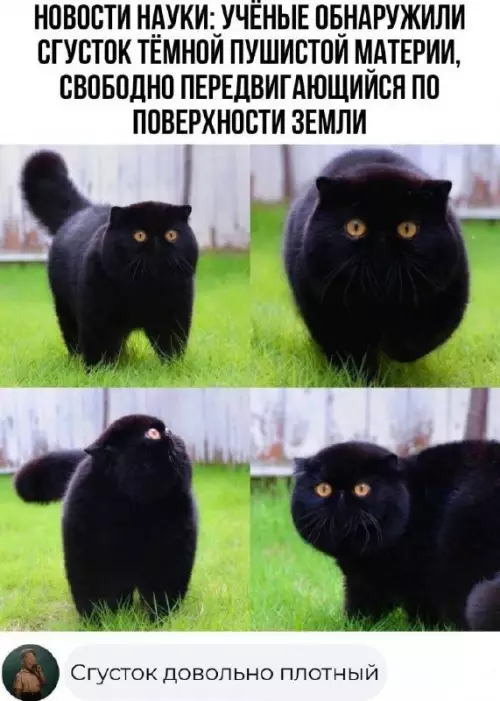 Смешная картинка №733198 Сгутилось Коты
