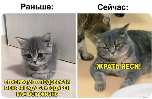 Смешная картинка №685762