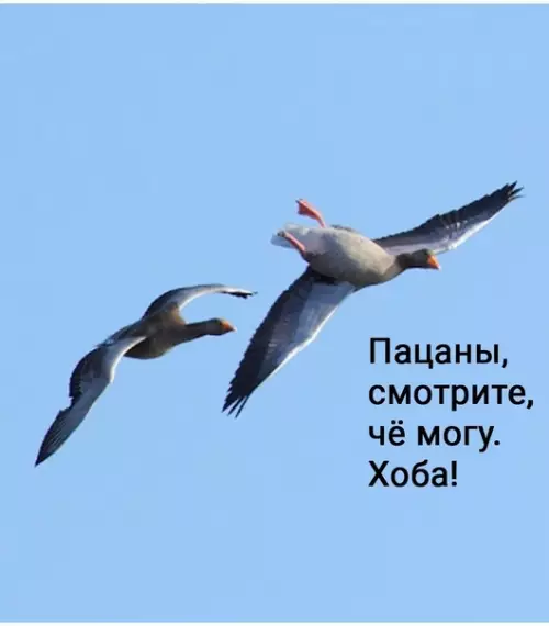 продолжение Смешная картинка №588481 3aбaвнo гуси