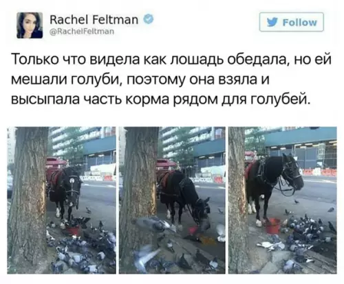 Смешная картинка №462685 В этой войне победил интеллект