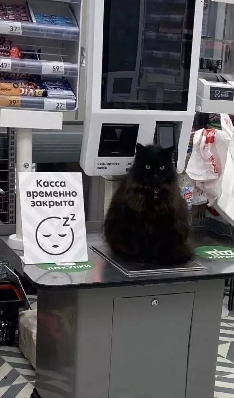 Смешная картинка №696119 Коты 