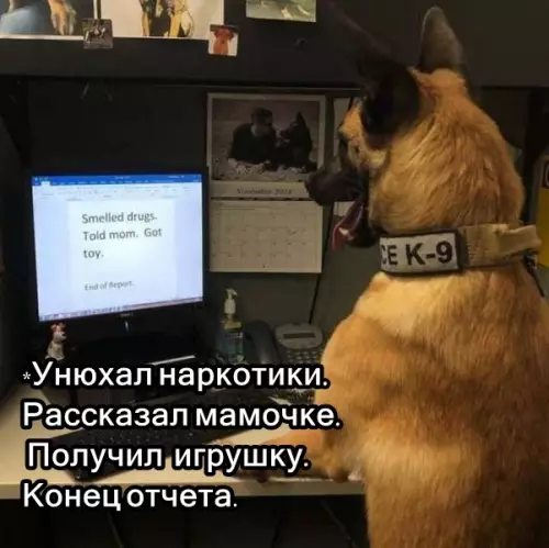 Смешная картинка №315431 Отчёт хорошего служебного мальчика