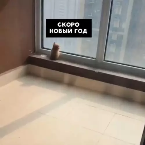 Смешная картинка №421667 Котовьи грёзы