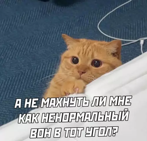 Смешная картинка №580660 Коты