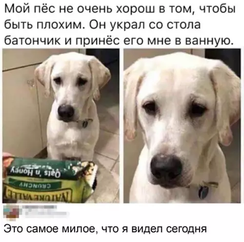 Смешная картинка №541672 Pacкaяниe