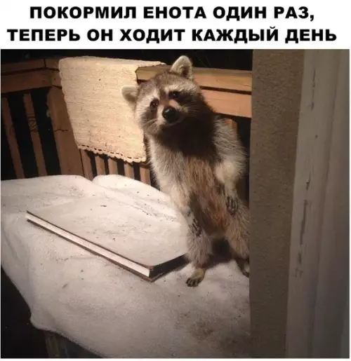 Смешная картинка №295569 еноты, животные