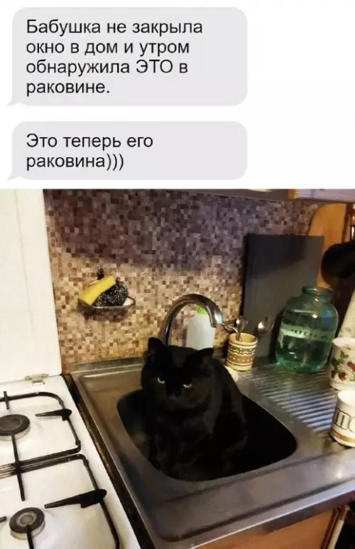 Смешная картинка №725486 Коты